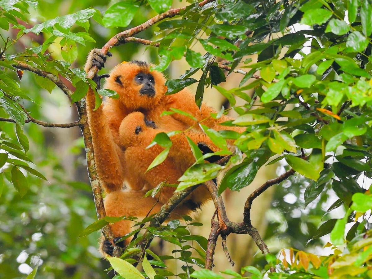 Gibbon Singing Home Stay Quan Tom Dış mekan fotoğraf